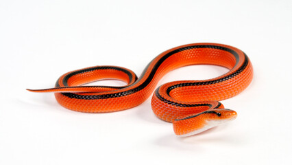 Fototapeta premium Red Bamboo Snake // Rote Bambusnatter (Oreocryptophis porphyraceus coxi)