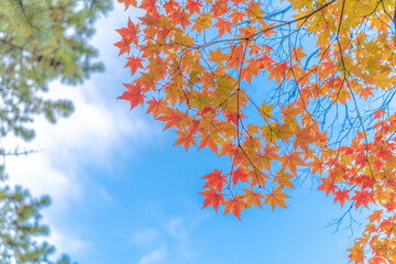 青空と紅葉