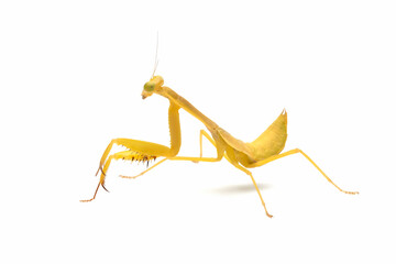 Praying mantis 