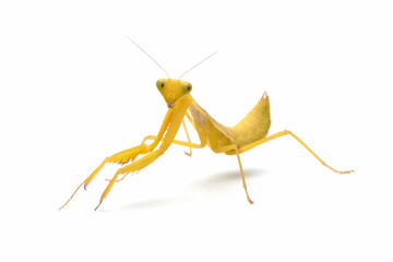Praying mantis 