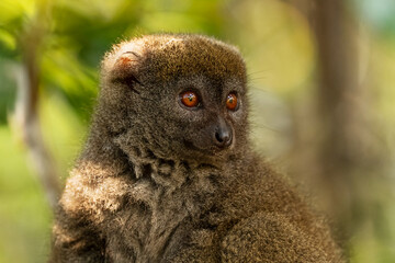 Eastern Lesser Bamboo Lemur - Hapalemur griseus, Madagascar rain forest, Madagascar endemite, Cute primate, Ranomafana National Park, Madagascar.
