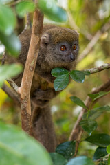 Eastern Lesser Bamboo Lemur - Hapalemur griseus, Madagascar rain forest, Madagascar endemite, Cute primate, Ranomafana National Park, Madagascar.