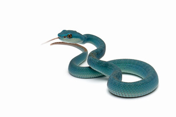 Blue viper snake on white background