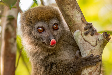 Eastern Lesser Bamboo Lemur - Hapalemur griseus, Madagascar rain forest, Madagascar endemite, Cute primate, Ranomafana National Park, Madagascar. © David