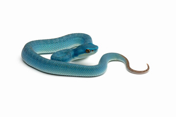 Blue viper snake on white background