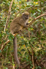 Eastern Lesser Bamboo Lemur - Hapalemur griseus, Madagascar rain forest, Madagascar endemite, Cute primate, Ranomafana National Park, Madagascar.