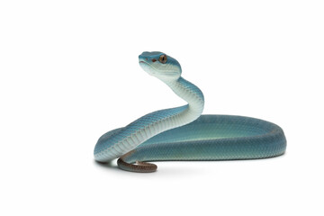 Blue viper snake on white background