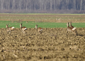 Deers running through the fields of Serbia.