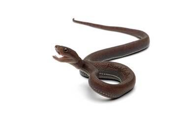Trimeresurus purpureomaculatus on white background
