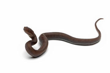 Trimeresurus purpureomaculatus on white background