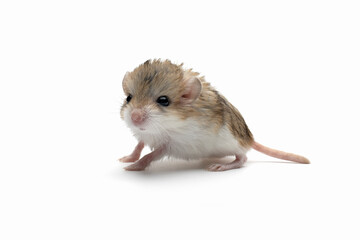 Baby gerbil fat tail on isolated background