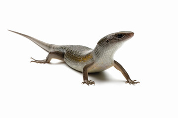 Eutropis multifasciata lizard on isolated background, Eutropis multifasciata lizard female