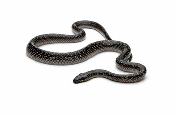Fototapeta premium lycodon capucinus snake on isolated background