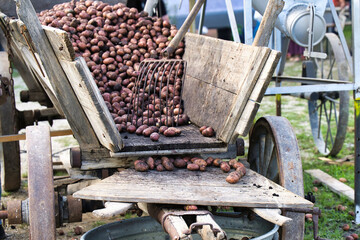 old truck in the yard historical, potato, harvest