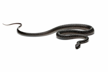 lycodon capucinus snake on isolated background