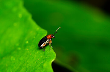 Looking through a macro lens. Serious Macro Photography Details. Interesting facts are revealed with good quality lens and digital camera and most important a pair of steady hands with keen interest