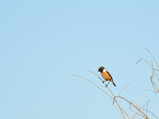 European stonechat bird. Space to write letters. Saxicola rubicola.