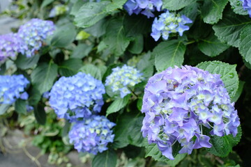 light blue hydrangea in blooming