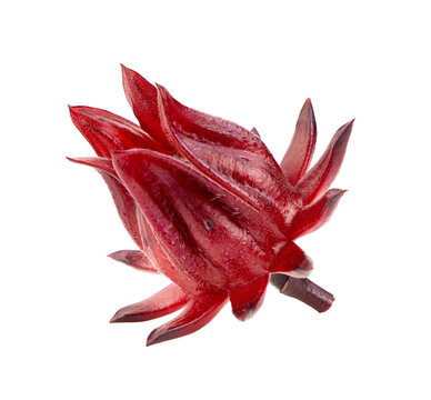 fresh roselle hibiscus on transparent png