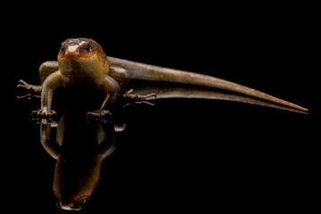 Eutropis multifasciata lizard closeup