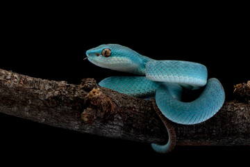 Blue viper snake on branch, Baby viper snake closeup on isolated background