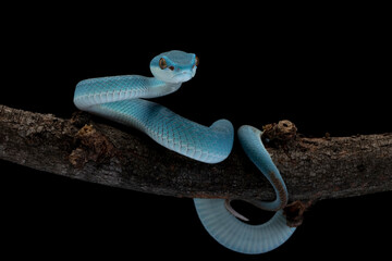 Blue viper snake on branch, Baby viper snake closeup on isolated background
