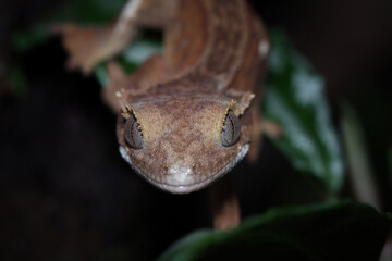 Crested gecko closeup on wood, animal closeup, Crested gecko closeup on leaf