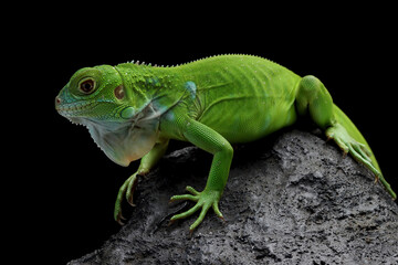 Green Iguana closeup on stone with black background, Green Iguana closeup head