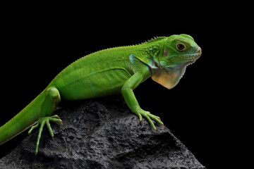 Green Iguana closeup on stone with black background, Green Iguana closeup head