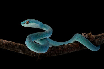 Blue viper snake on branch, Baby viper snake closeup on isolated background
