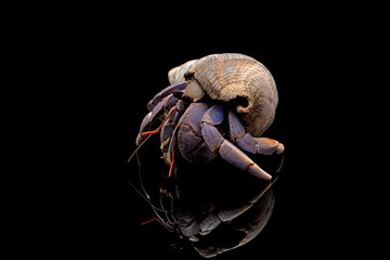 Hermit crab closeup on isolated background, Hermit crab closeup