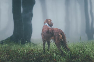 dog on the meadow