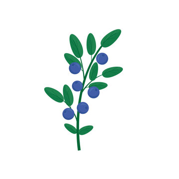 Vector image, isolated branch of blueberries with berries and leaves close-up, on a white background. Graphic design.