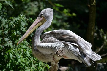 Pélican