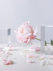pink flower peony