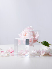 pink flower peony