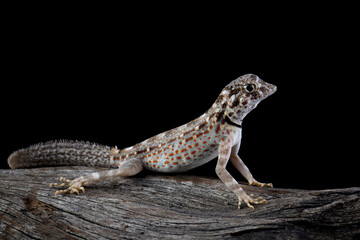 Naklejka na ściany i meble Scorpion Tailed Gecko 