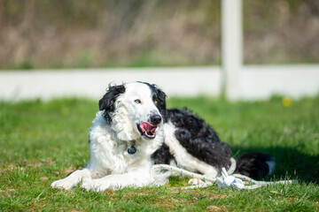 portrait d'un chien de berger dans un joli parc