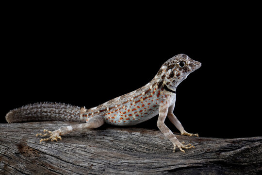 Scorpion Tailed Gecko "Pristurus carteri", Scorpion tail gecko closeup on wood