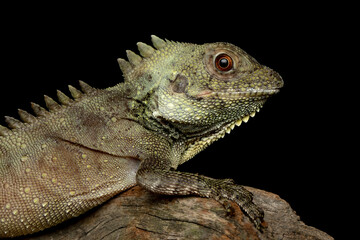 Lophosaurus dilophus closeup head from side view with isolated background