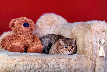 A cute Scottish fold cat sitting on a couch on green background.