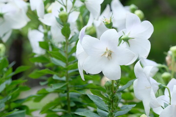 Obraz premium white balloon flower in full blooming