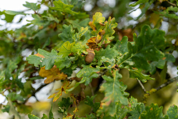 gros plan d'un gland sur son arbre