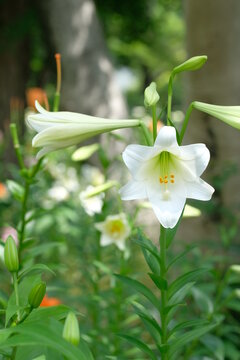 white lily in full bloooming
