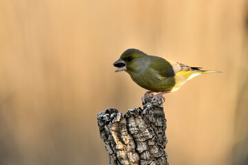 verderón europeo o verderón común posado en una rama con fondo ocres y verdes (Chloris chloris)​ Málaga Andalucía España	