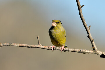 verderón europeo o verderón común posado en una rama con fondo ocres y verdes (Chloris...