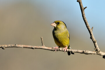 verderón europeo o verderón común posado en una rama con fondo ocres y verdes (Chloris chloris)​ Málaga Andalucía España	