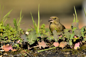 verderón europeo o verderón común hembra en el suelo con fondo ocres y verdes (Chloris chloris)​ Málaga Andalucía España	