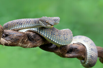 Black mangrove pit Viper closeup on branch, Black solid Pit Viper Closeup on branch, Mangrove Pit Viper (Trimeresurus purpureomaculatus)