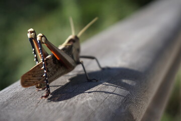 Grasshopper insect closeup on wood 